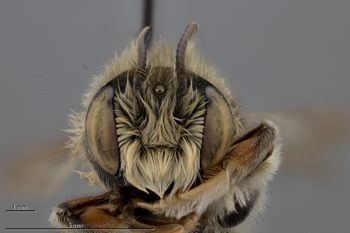 Media type: image;   Entomology 791022 Description: Specimen documentation photo of head frontal viewfrom specimen MCZ:Ent:791022, captured on2022-09-01;  Aspect: head frontal view